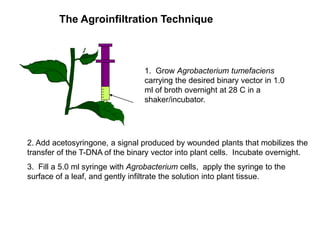 Intracellular highways in the plants:  the role of the cytoskeleton in camv infections