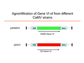 Intracellular highways in the plants:  the role of the cytoskeleton in camv infections