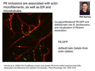 Intracellular highways in the plants:  the role of the cytoskeleton in camv infections