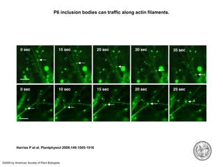 Intracellular highways in the plants:  the role of the cytoskeleton in camv infections