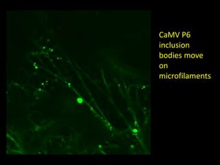 Intracellular highways in the plants:  the role of the cytoskeleton in camv infections