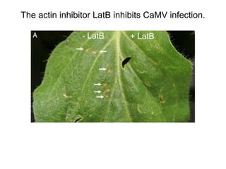 Intracellular highways in the plants:  the role of the cytoskeleton in camv infections