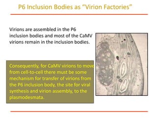 Intracellular highways in the plants:  the role of the cytoskeleton in camv infections