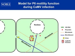 Intracellular highways in the plants:  the role of the cytoskeleton in camv infections