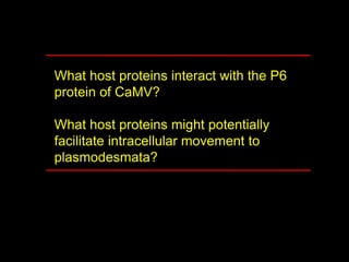 Intracellular highways in the plants:  the role of the cytoskeleton in camv infections