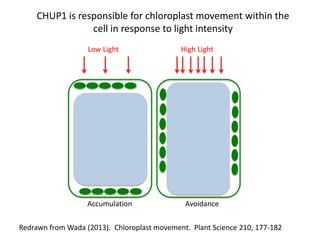 Intracellular highways in the plants:  the role of the cytoskeleton in camv infections