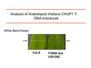 Intracellular highways in the plants:  the role of the cytoskeleton in camv infections