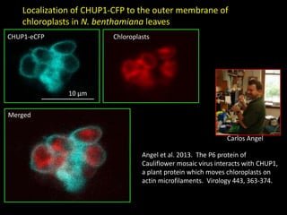 Intracellular highways in the plants:  the role of the cytoskeleton in camv infections