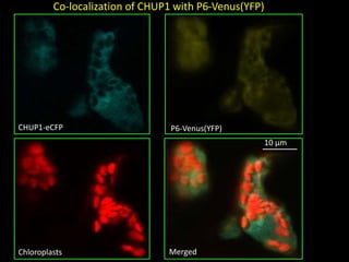 Intracellular highways in the plants:  the role of the cytoskeleton in camv infections