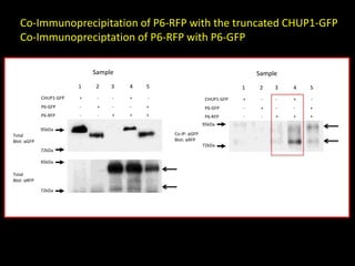 Intracellular highways in the plants:  the role of the cytoskeleton in camv infections