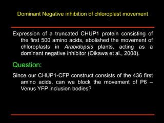 Intracellular highways in the plants:  the role of the cytoskeleton in camv infections