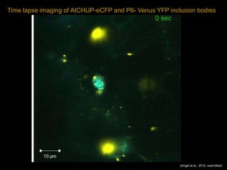 Intracellular highways in the plants:  the role of the cytoskeleton in camv infections