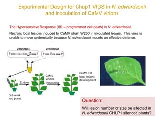 Intracellular highways in the plants:  the role of the cytoskeleton in camv infections