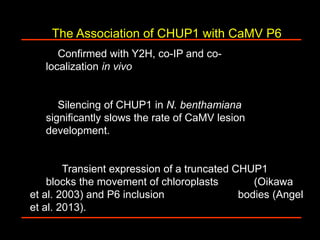 Intracellular highways in the plants:  the role of the cytoskeleton in camv infections