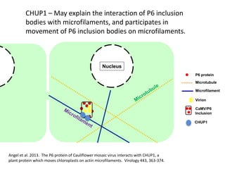 Intracellular highways in the plants:  the role of the cytoskeleton in camv infections