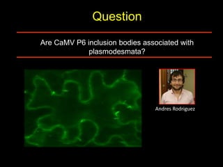 Intracellular highways in the plants:  the role of the cytoskeleton in camv infections