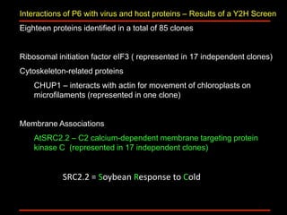 Intracellular highways in the plants:  the role of the cytoskeleton in camv infections
