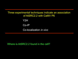 Intracellular highways in the plants:  the role of the cytoskeleton in camv infections