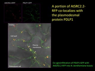 Intracellular highways in the plants:  the role of the cytoskeleton in camv infections