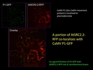 Intracellular highways in the plants:  the role of the cytoskeleton in camv infections
