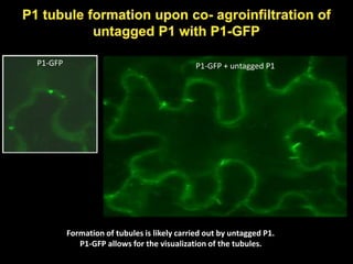Intracellular highways in the plants:  the role of the cytoskeleton in camv infections