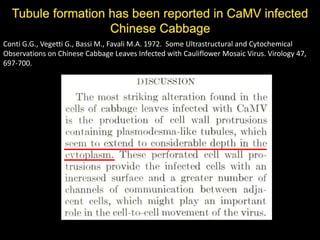 Intracellular highways in the plants:  the role of the cytoskeleton in camv infections