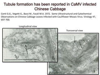 Intracellular highways in the plants:  the role of the cytoskeleton in camv infections