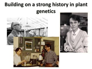 Intracellular highways in the plants:  the role of the cytoskeleton in camv infections