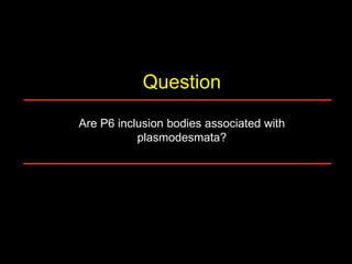 Intracellular highways in the plants:  the role of the cytoskeleton in camv infections