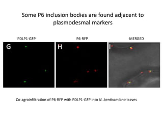 Intracellular highways in the plants:  the role of the cytoskeleton in camv infections