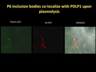 Intracellular highways in the plants:  the role of the cytoskeleton in camv infections