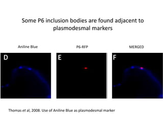 Intracellular highways in the plants:  the role of the cytoskeleton in camv infections