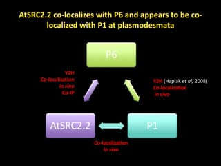 Intracellular highways in the plants:  the role of the cytoskeleton in camv infections