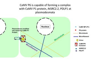 Intracellular highways in the plants:  the role of the cytoskeleton in camv infections