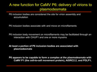 Intracellular highways in the plants:  the role of the cytoskeleton in camv infections