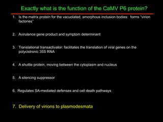 Intracellular highways in the plants:  the role of the cytoskeleton in camv infections