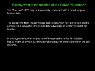 Intracellular highways in the plants:  the role of the cytoskeleton in camv infections