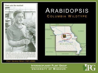 Intracellular highways in the plants:  the role of the cytoskeleton in camv infections