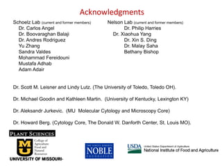 Intracellular highways in the plants:  the role of the cytoskeleton in camv infections