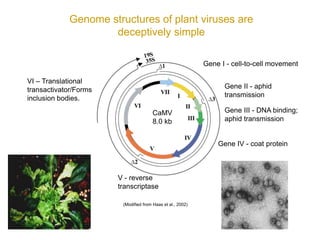 Intracellular highways in the plants:  the role of the cytoskeleton in camv infections