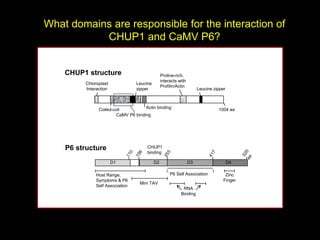 Intracellular highways in the plants:  the role of the cytoskeleton in camv infections