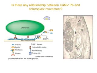 Intracellular highways in the plants:  the role of the cytoskeleton in camv infections