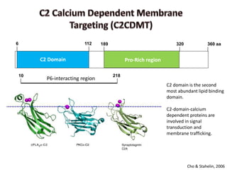 Intracellular highways in the plants:  the role of the cytoskeleton in camv infections