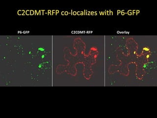 Intracellular highways in the plants:  the role of the cytoskeleton in camv infections