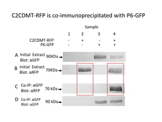 Intracellular highways in the plants:  the role of the cytoskeleton in camv infections