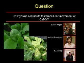 Intracellular highways in the plants:  the role of the cytoskeleton in camv infections