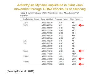 Intracellular highways in the plants:  the role of the cytoskeleton in camv infections