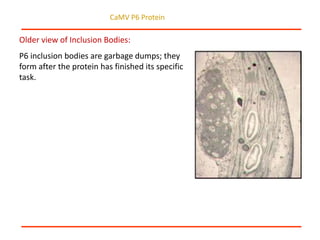 Intracellular highways in the plants:  the role of the cytoskeleton in camv infections