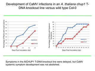 Intracellular highways in the plants:  the role of the cytoskeleton in camv infections