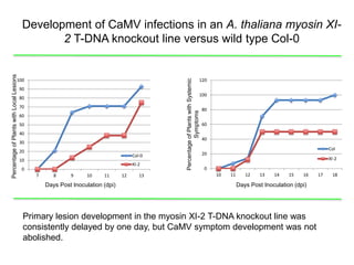 Intracellular highways in the plants:  the role of the cytoskeleton in camv infections